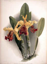 Cattleya dowiana var. aurea